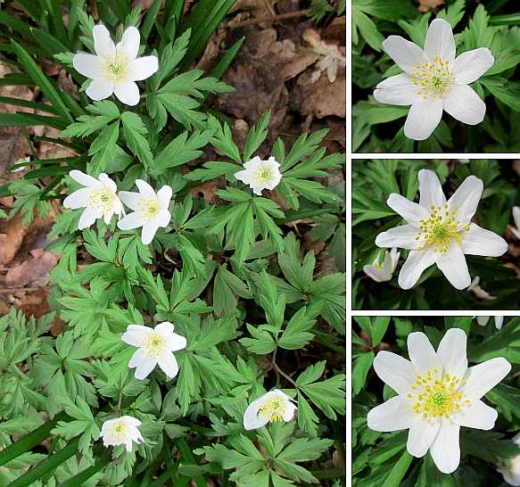 Wood anemone.