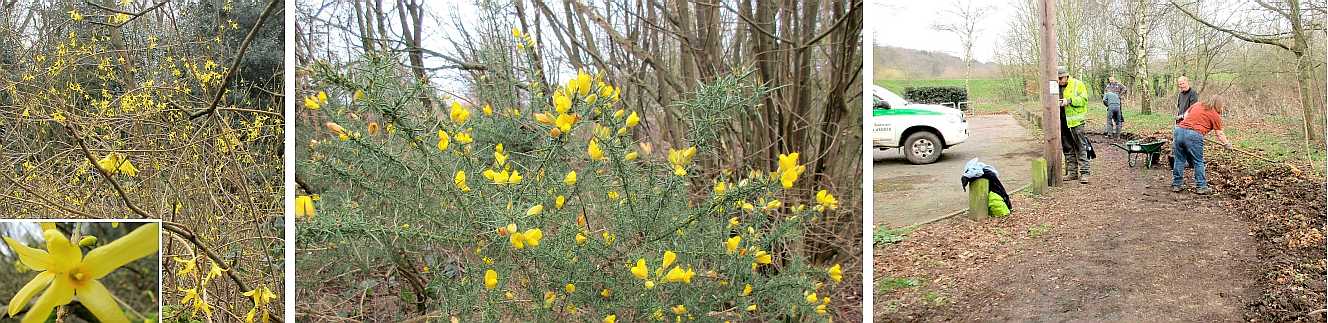 Yellow flowers and spring cleaning.