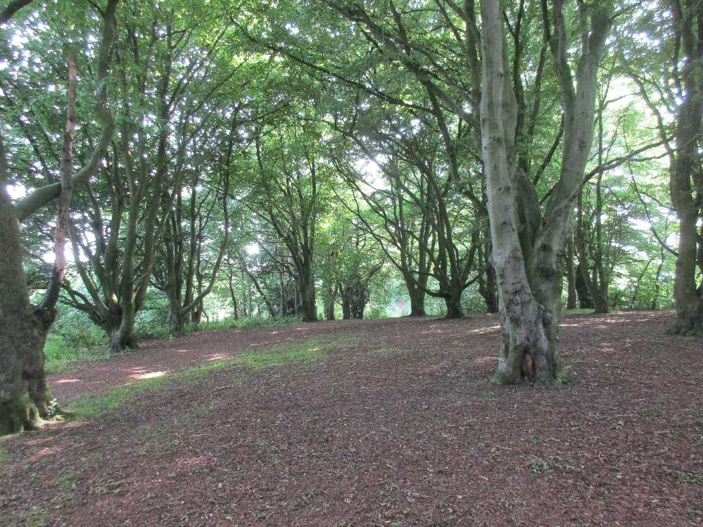 Beech woods in June.