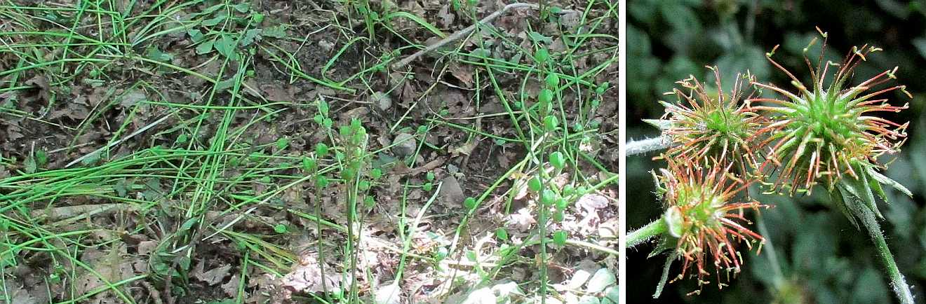 Bluebells fading away into summertime.