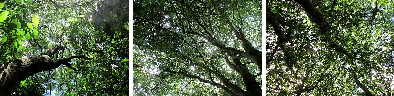 Skyward views in woodlands.