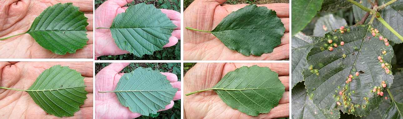 Alder leaves.