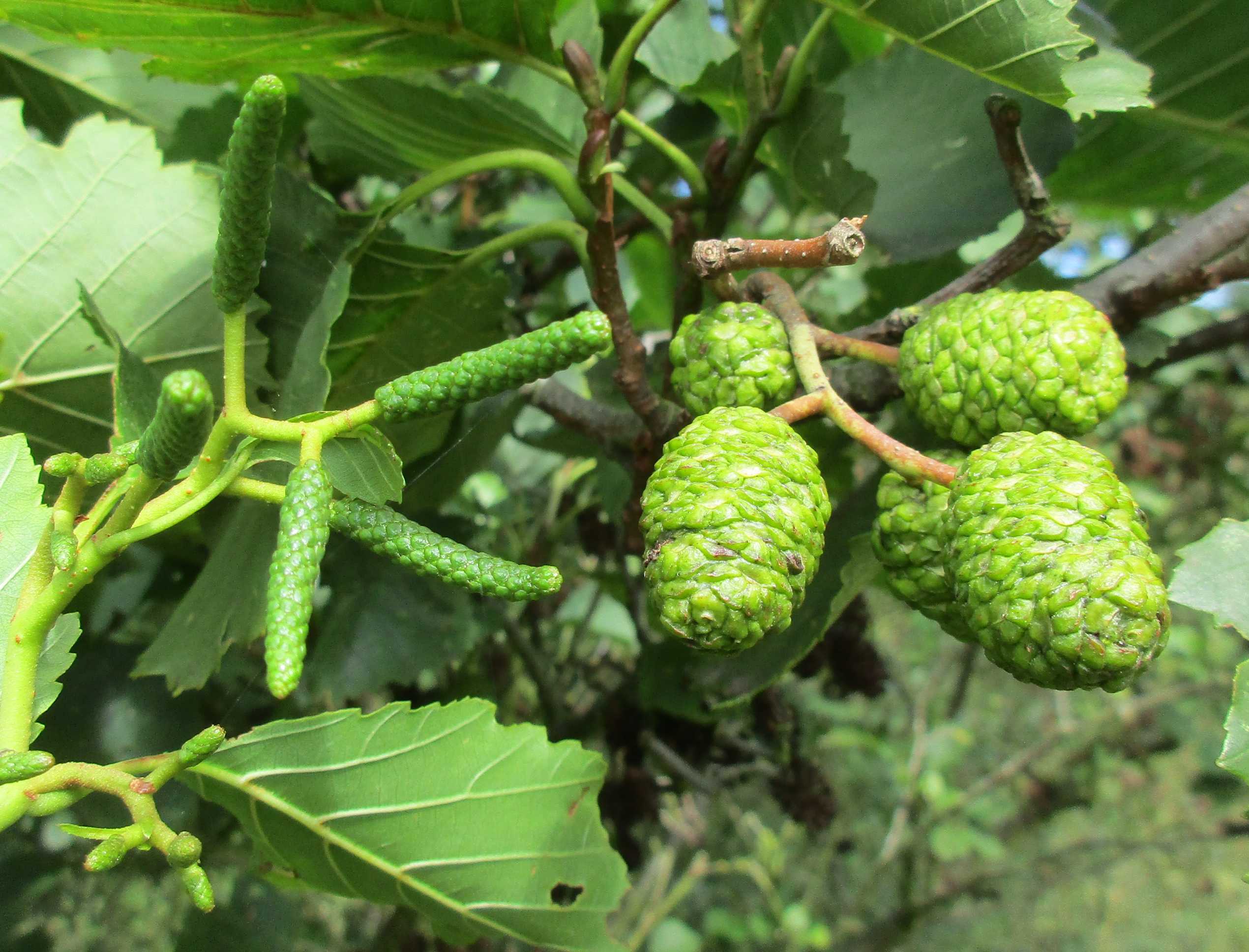 Alder mini-cones.