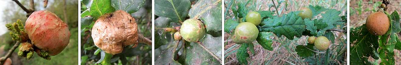 Various oakapples.