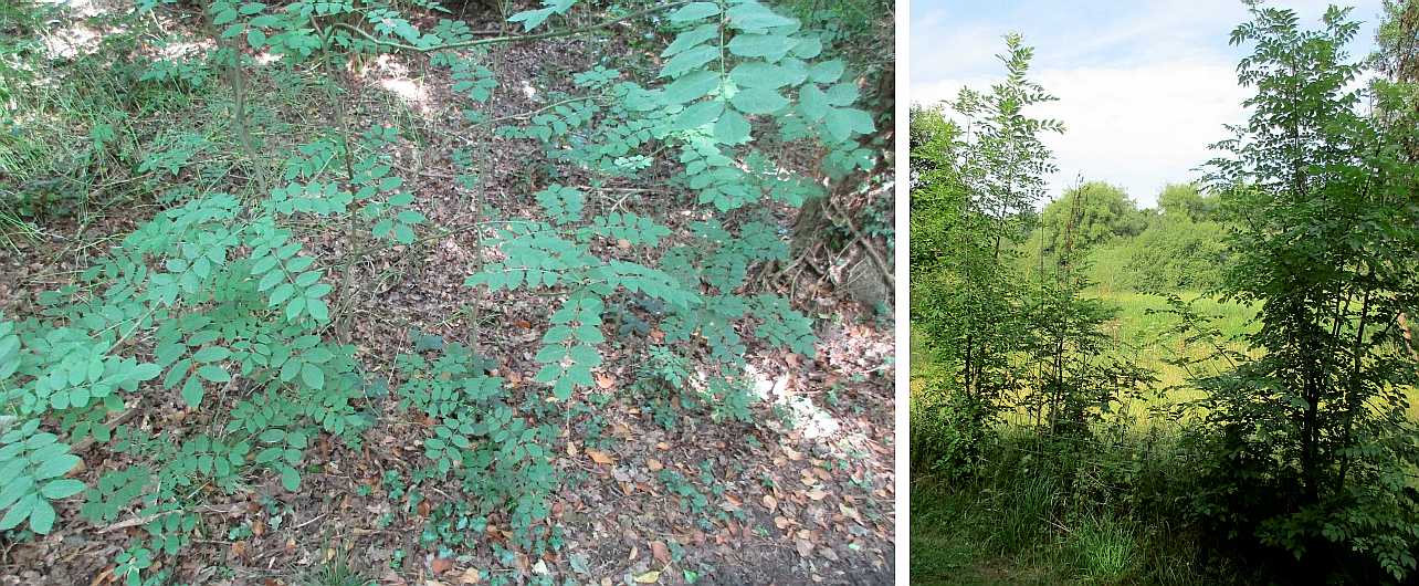 Ash seedlings.