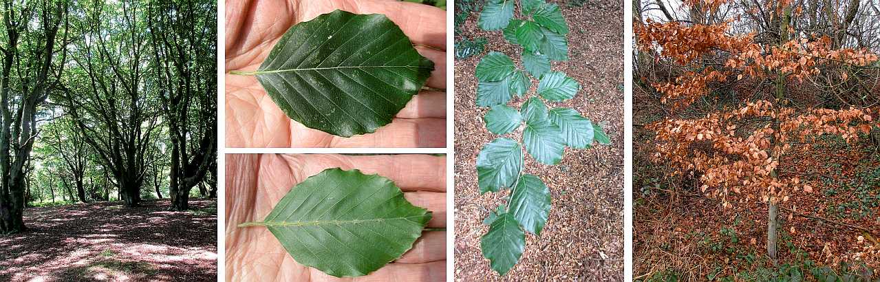 Beech leaves.