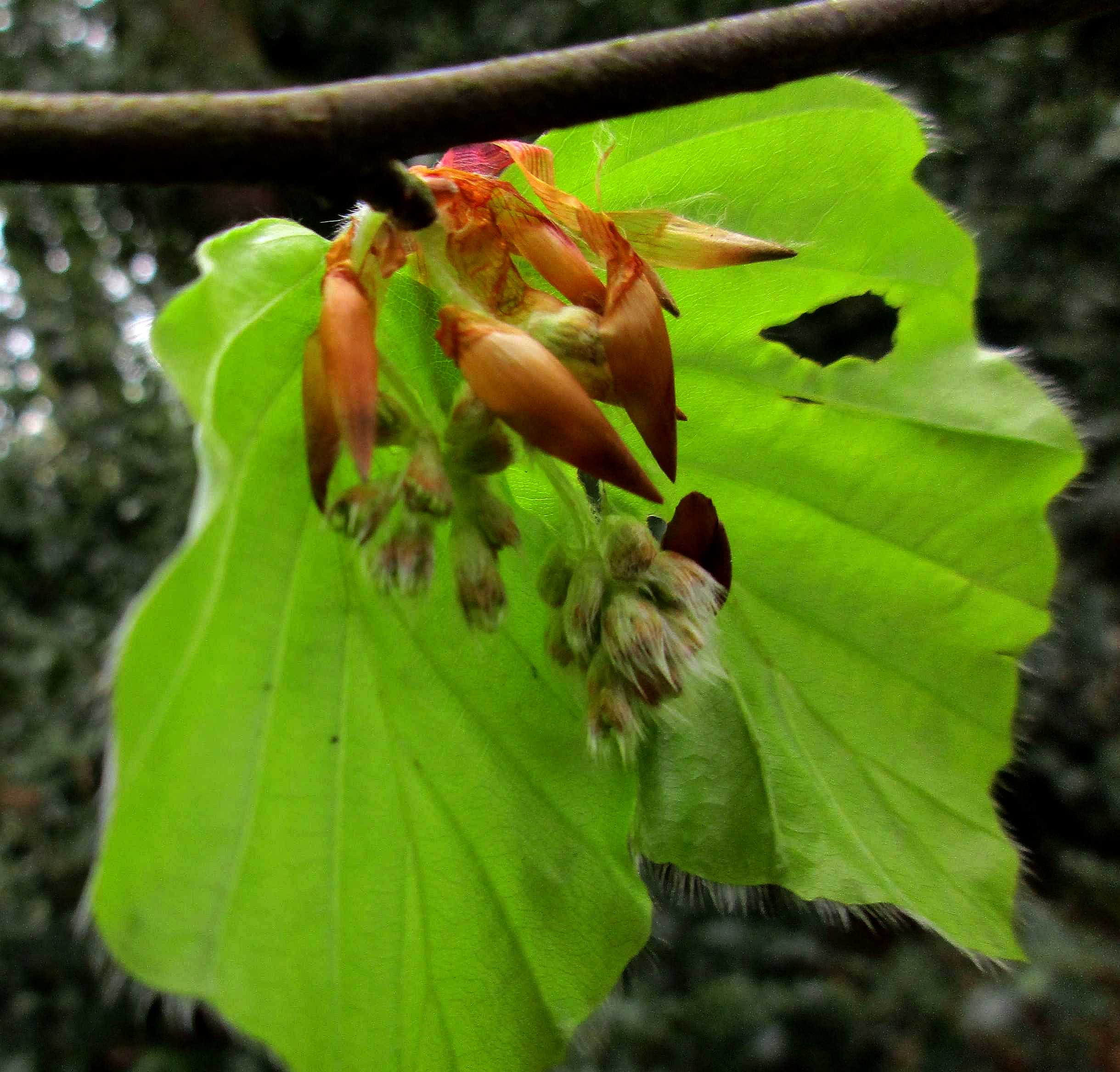 Beech tree flowers.