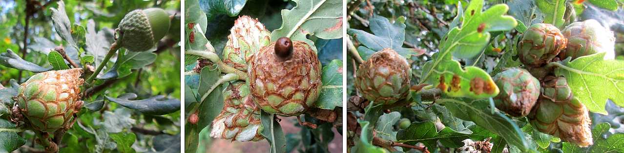 Artichoke galls.