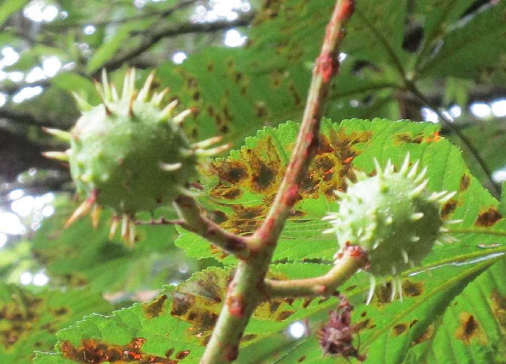 Conkers develop in spiky cases.