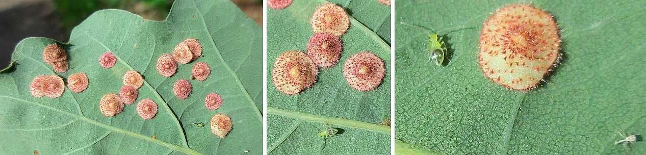Spangle galls.