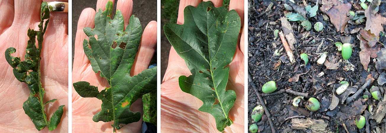 Damaged leaves.
