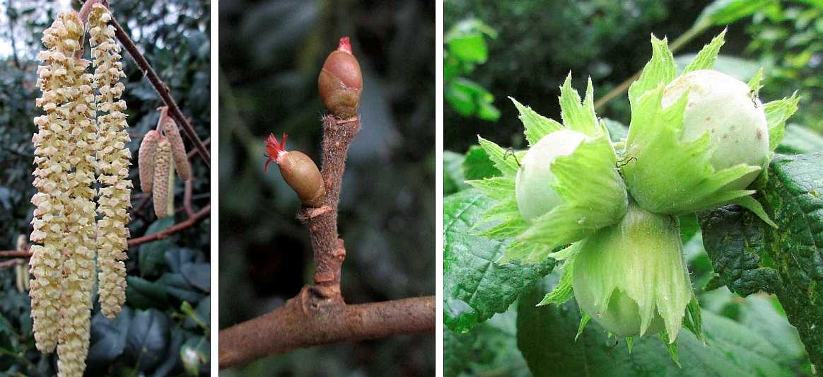 Hazel nuts.