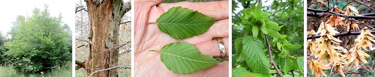 Hornbeam.