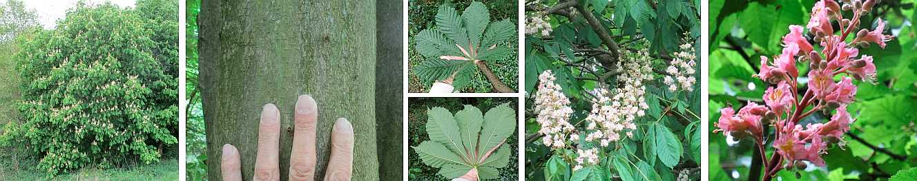 The horse chestnut in blooming health.