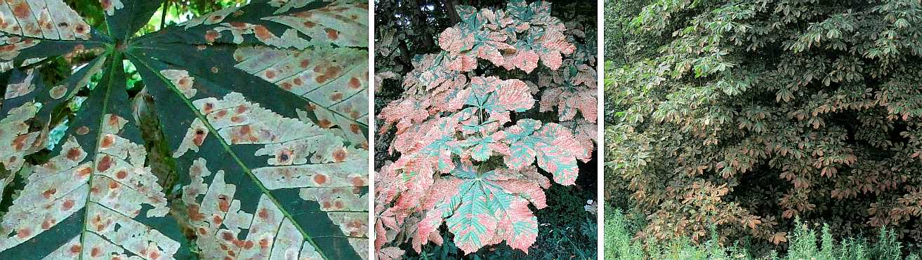 Pests and diseases on the foliage.
