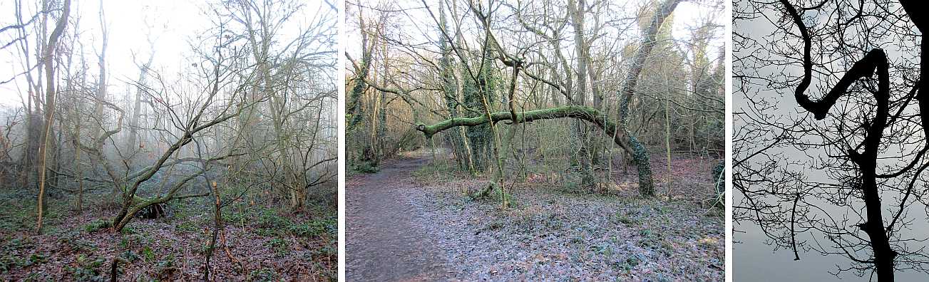 Irregular tree shapes.