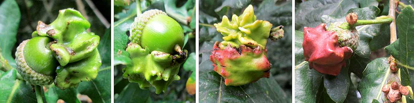 Knopper galls.