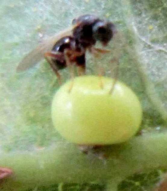 Mesopolobus fly.