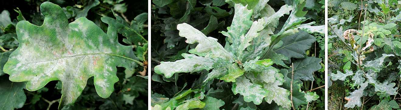 Oak mildew.