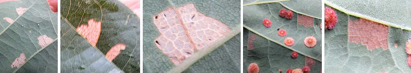 Mosaic patterns.