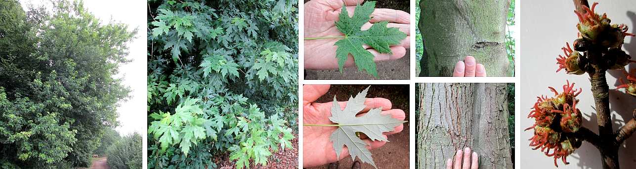 Norway maple.