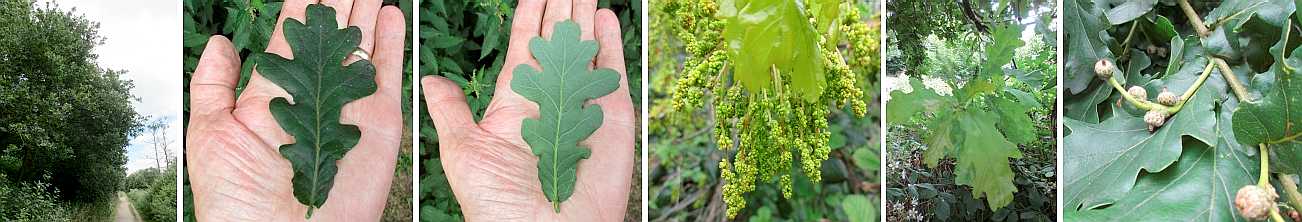 Oak leaves etc.