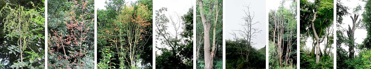 Trees succumb.