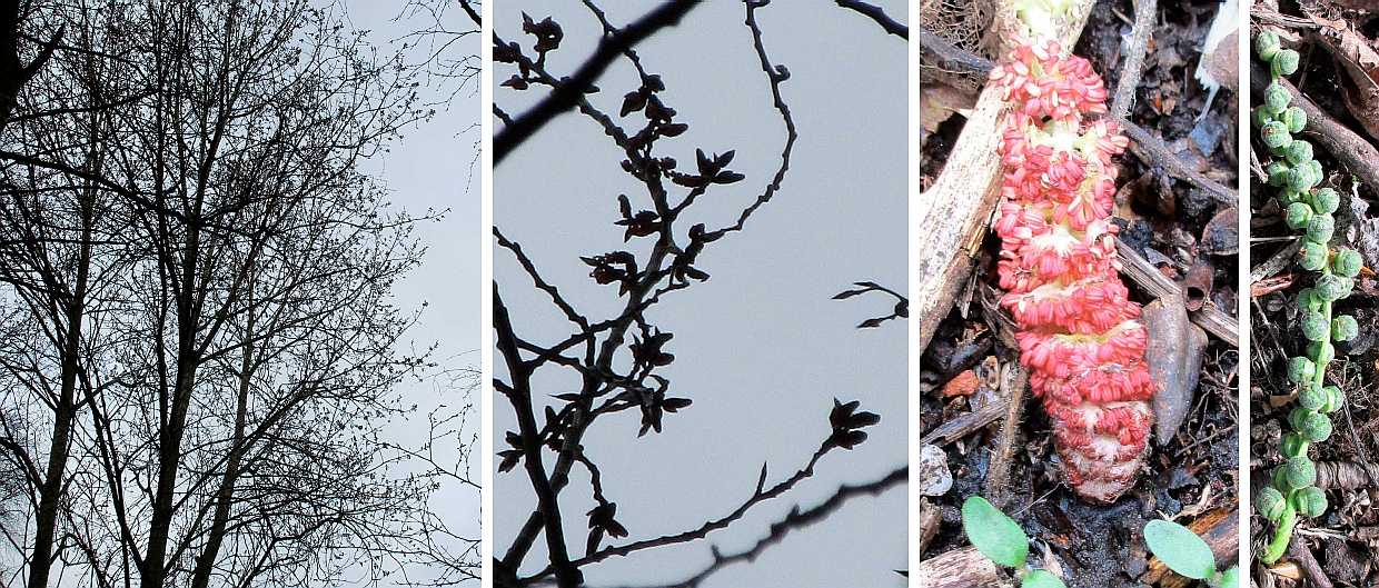Poplar catkins.