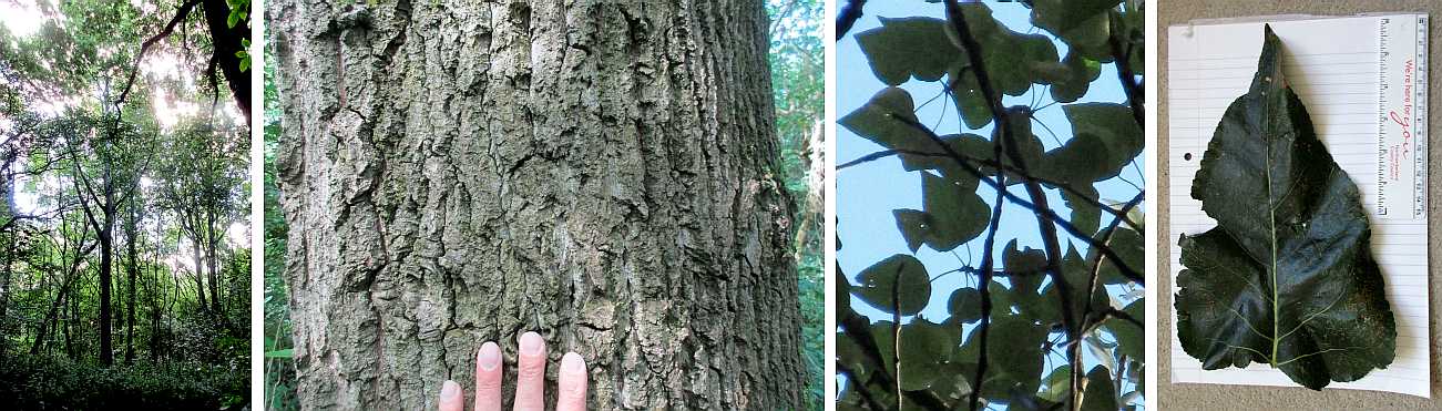 Mature poplars.