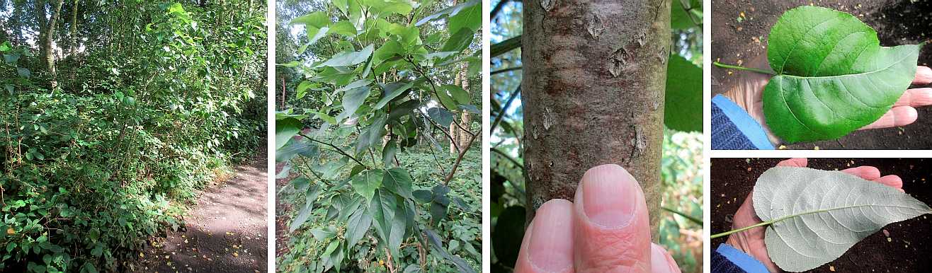 Young poplars.