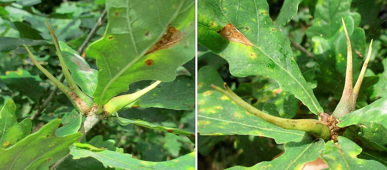 Ram's horn galls.