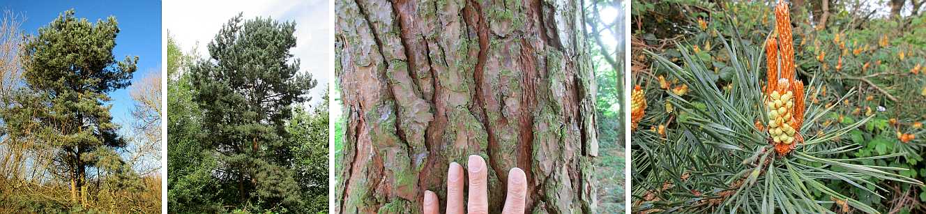 Scots pine.