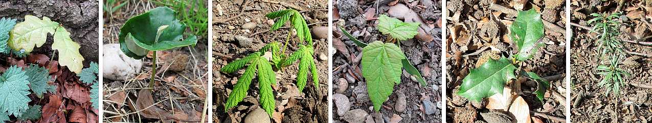Seedling trees.