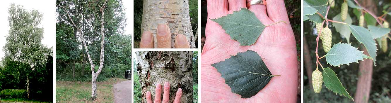 Silver birch.