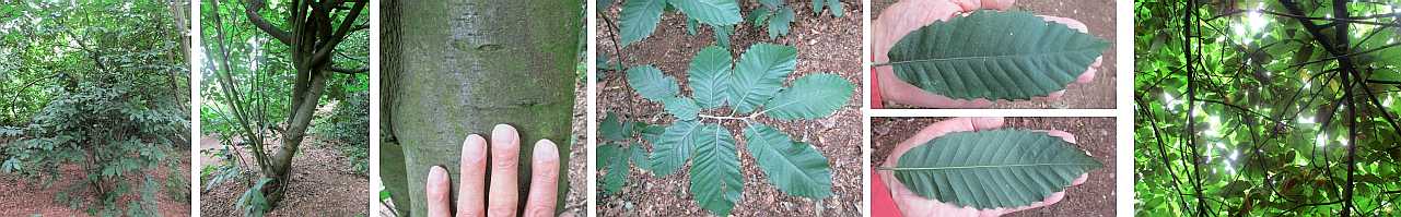 Sweet chestnut.