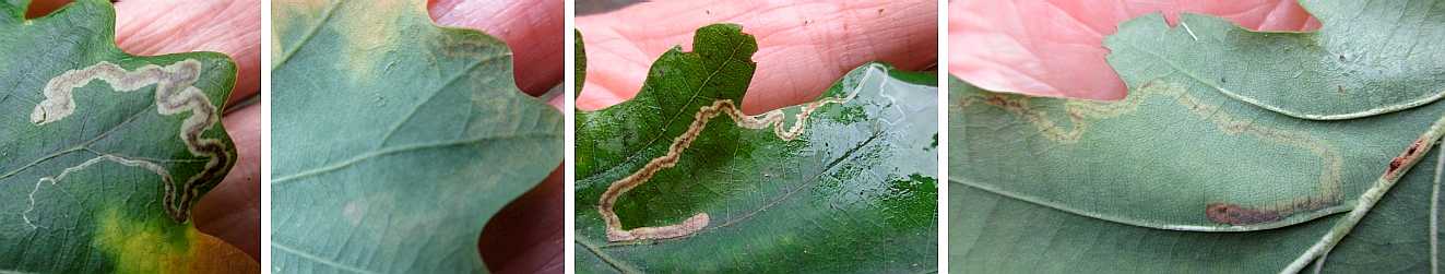 Insect abrasion tracks.