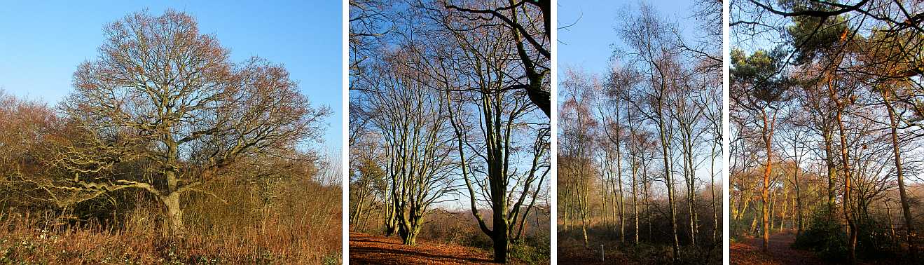 Tree types.