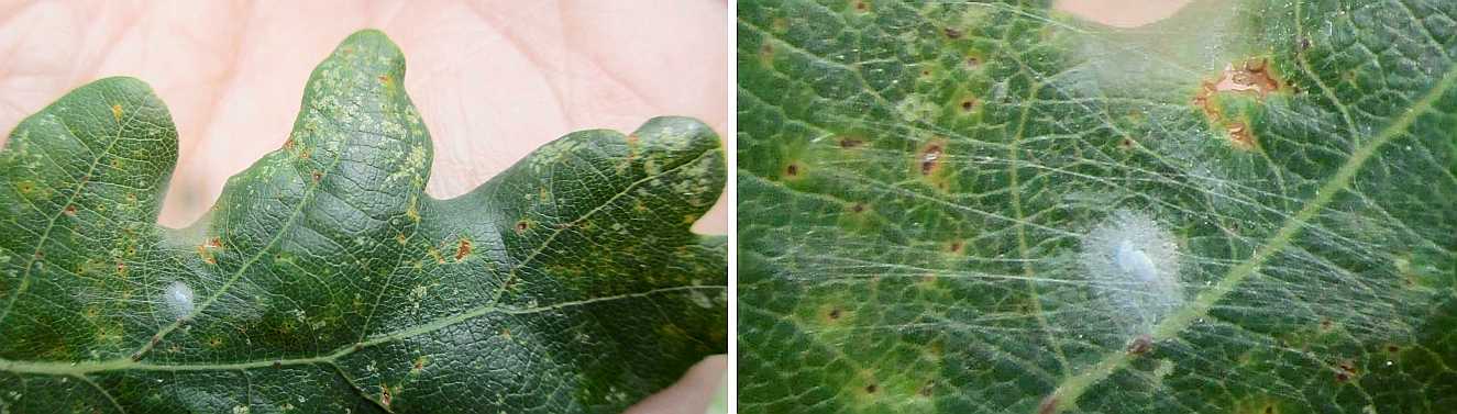 Spider eggs perhaps.