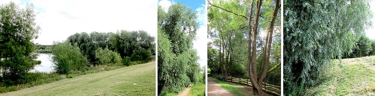 Willow trees.