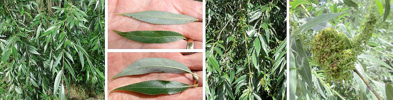 Willow leaves.