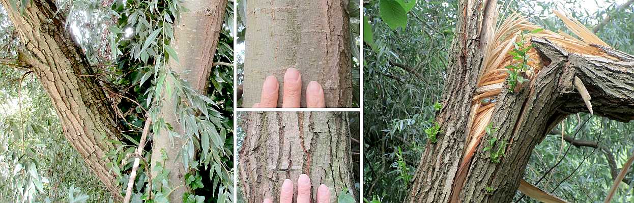Willow trunks.
