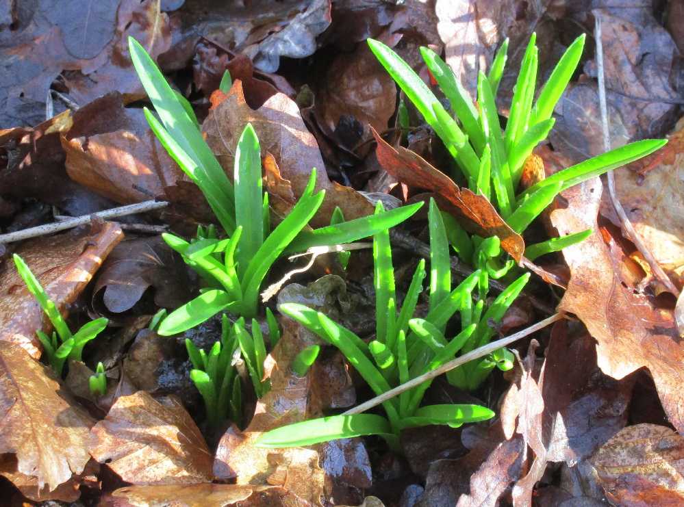 A promise of bluebells.