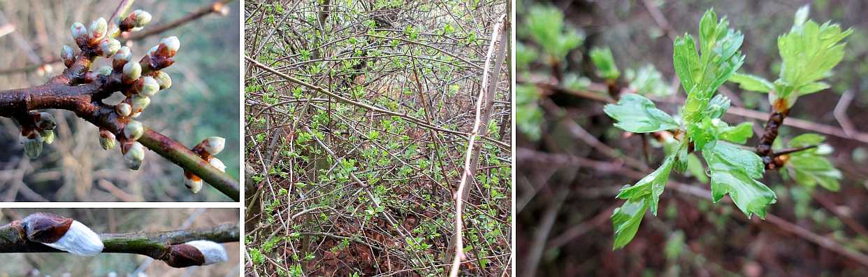 Tree and hedge buds.