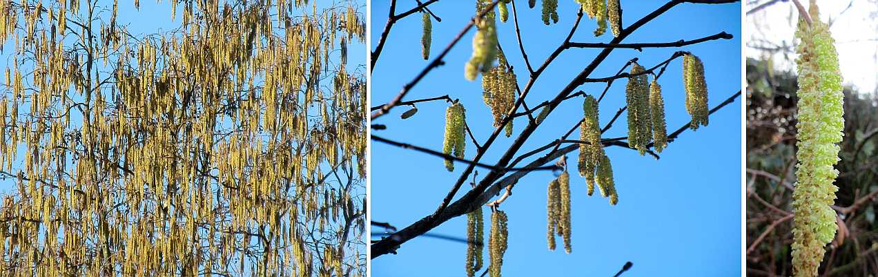 Catkins.