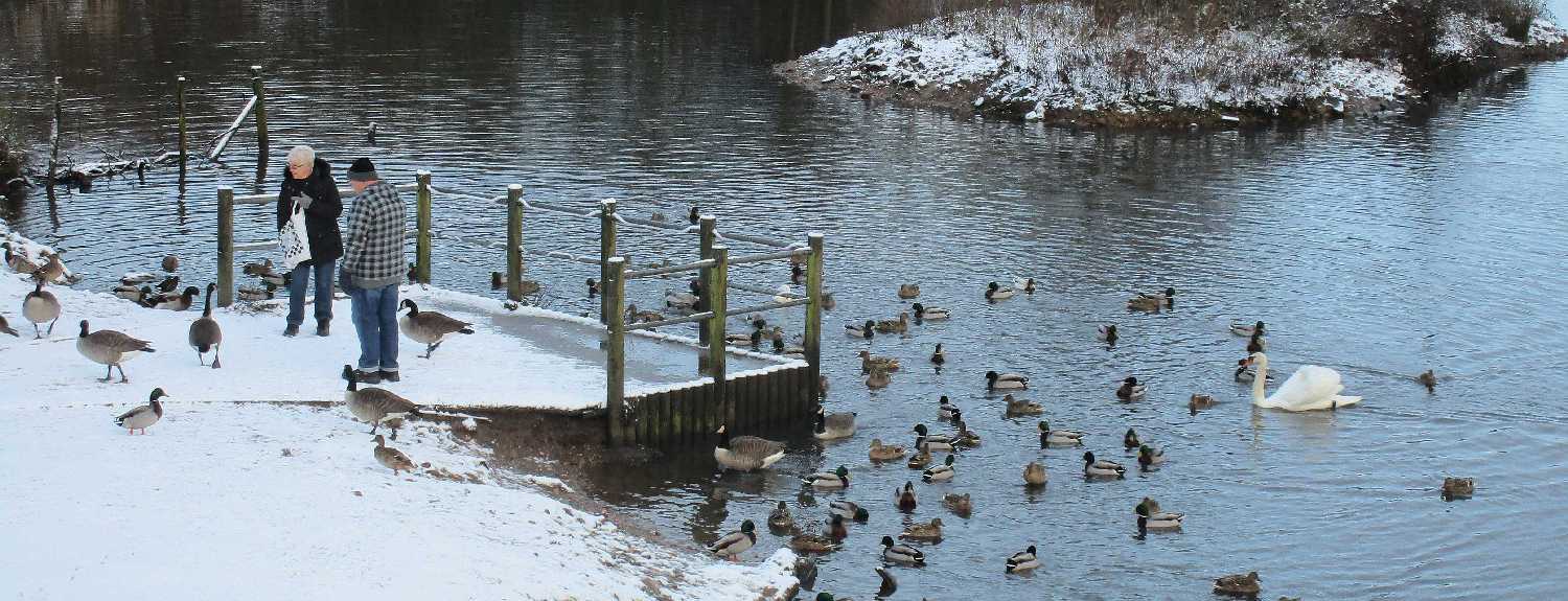Feeding the birds.