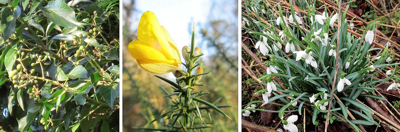 January flowers.