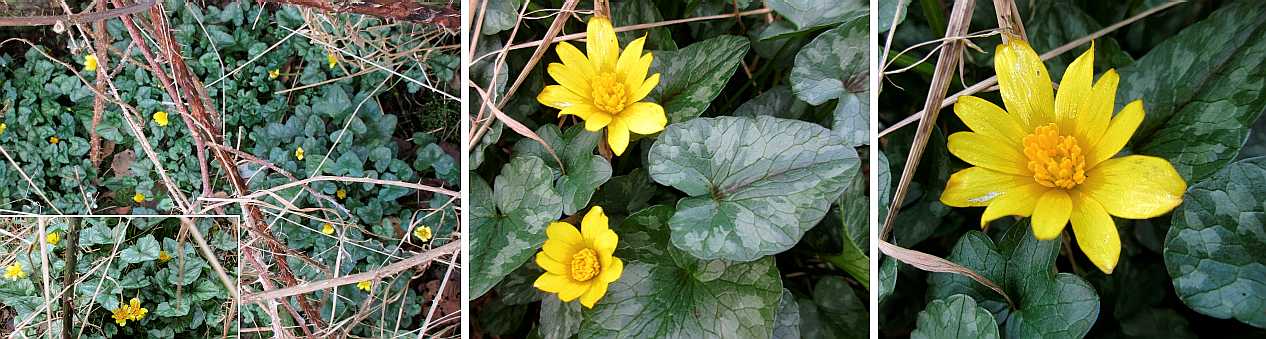 Lesser celandines.