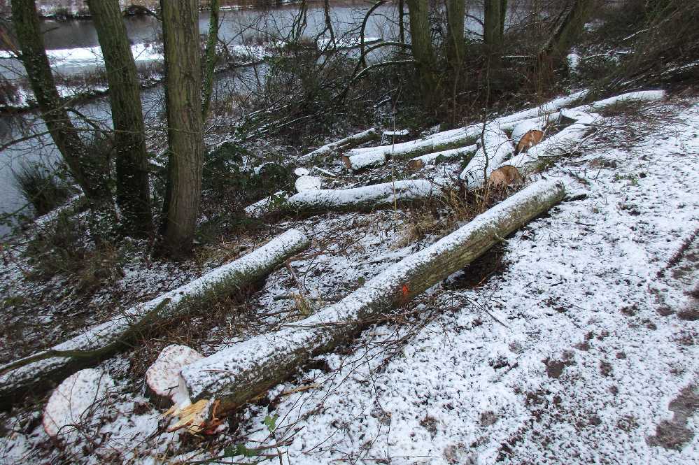 Felled timber.