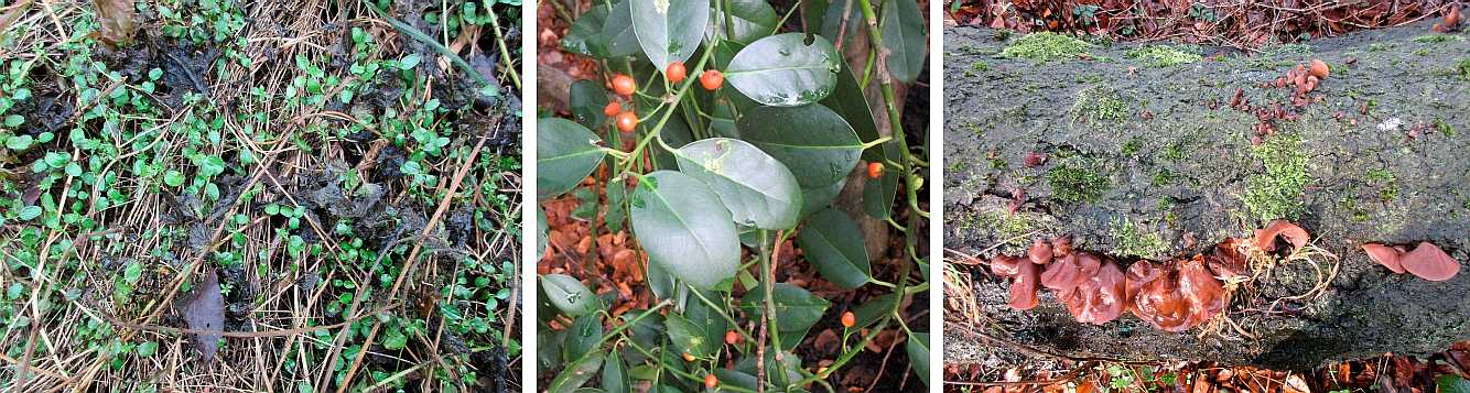 Winter plants.