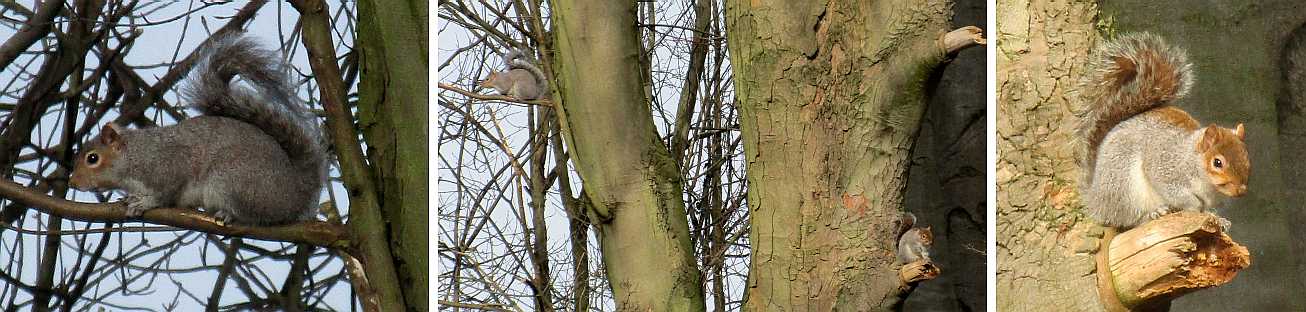 Squirrels enjoying the sunshine.